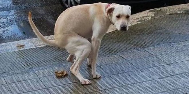 Cacche Dei Cani Sparse Per Strada Nel 2016 Mai Una Sanzione Dai Vigili 