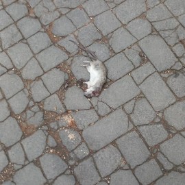Il topo morto in piazza Carmine