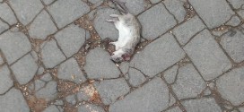 Piazza Carmine, tra topi morti, deiezioni canine e buio pesto. Le uniche luminarie sono state pagate dalla parrocchia