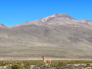 Vulcano Chacani alto 6.705 metri. In primo piano un esemplare di Vigogna