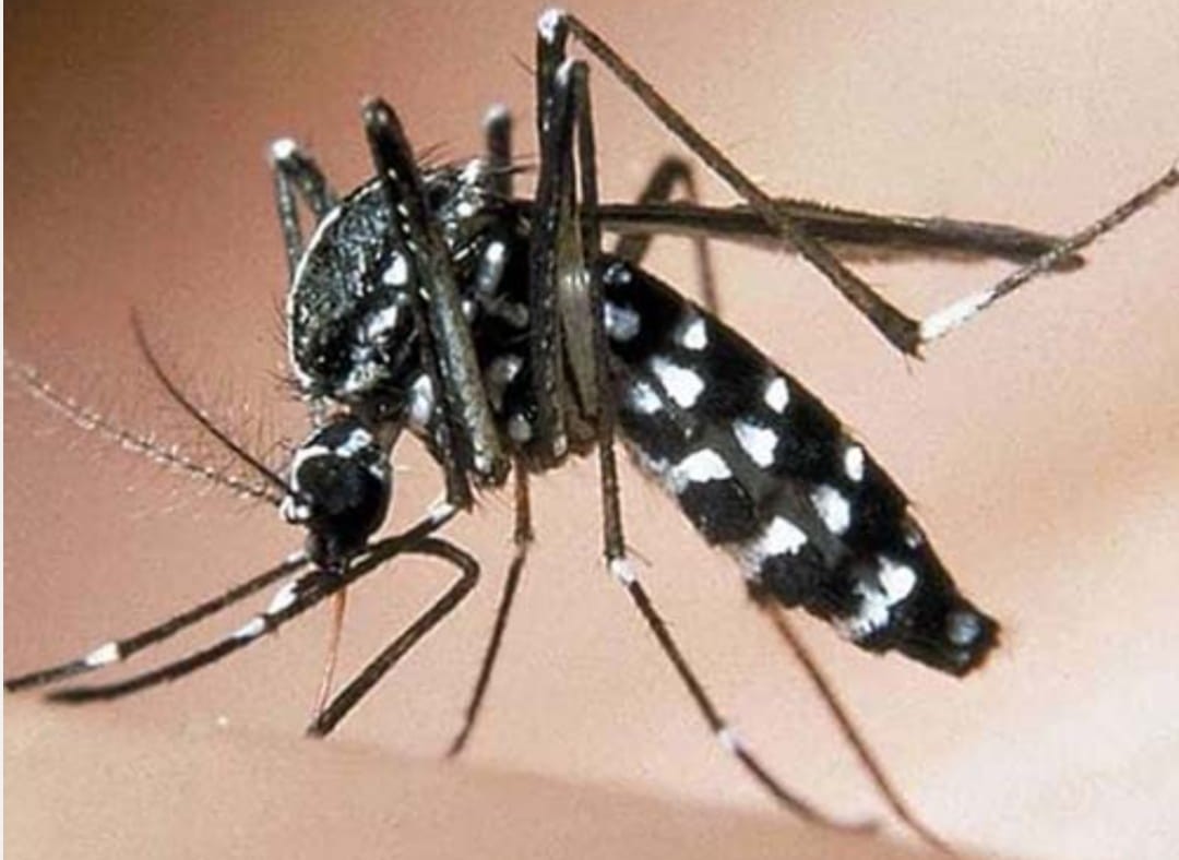 Due i casi di Chikungunya a Bari, trasmessa da zanzare infette. La ASL installa trappole nei pressi delle case delle persone colpite