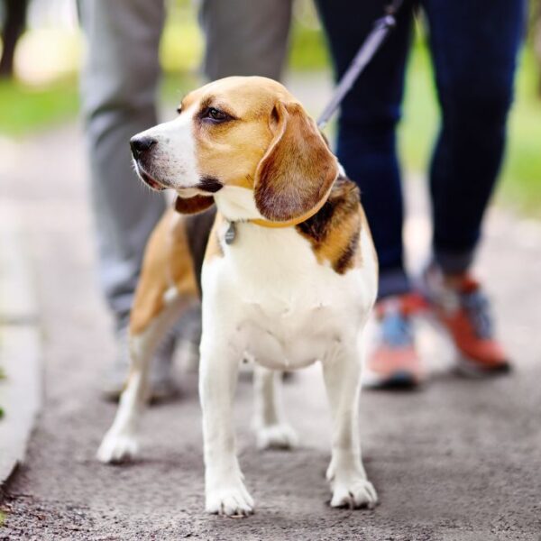 Dai 25 ai 300 euro di multa per chi non raccoglierà le deiezioni canine. L’ordinanza del sindaco, controlli affidati alla Polizia Locale